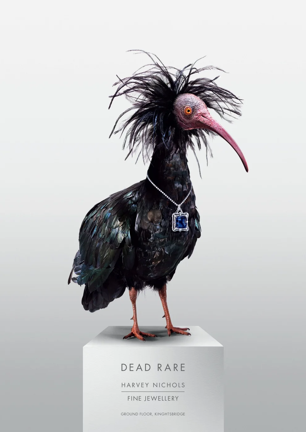 Dead Rare poster: a bald ibis wearing a sapphire necklace